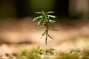 Da sie trocken-resistenter ist als andere Nadelbäu0me, sehen Forscher die Weisstanne (Abies alba) als Waldbaum der Zukunft. Die Entschlüsselung des Erbguts bringt einige Vorteile für die Praxis mit sich. (Bild Waldzeit.ch)