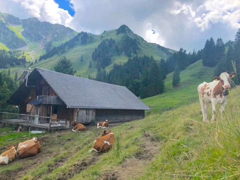 Was Sie kurz- und langfristig gegen Wassermangel auf der Alp tun können