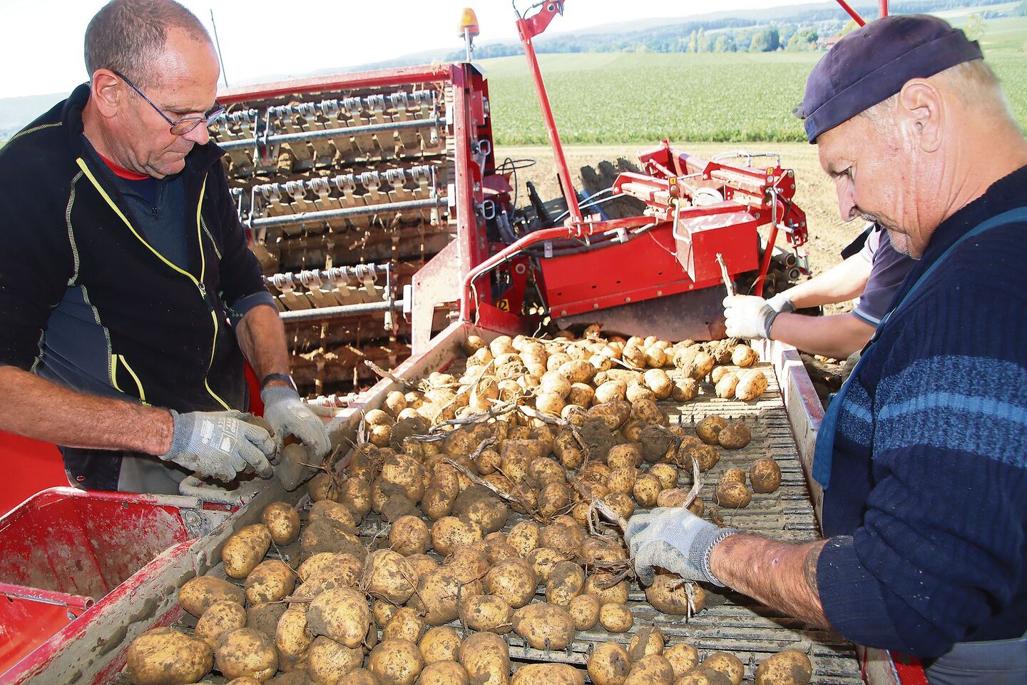 Das Helferteam auf dem Roder sortiert mit flinken Handgriffen Steine und Erdknollen sowie Kartoffeln mit Schäden aus.