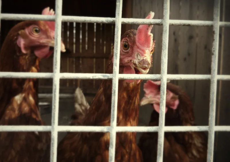 0abe68543fe5b2a05d16c704d43faf336d871fb8 Konkret soll der Bund Kriterien festlegen für eine tierfreundliche Unterbringung und Pflege, den Zugang ins Freie, die Schlachtung und die maximale Gruppengrösse pro Stall. (Bild Flickr Krystian Olszanski)