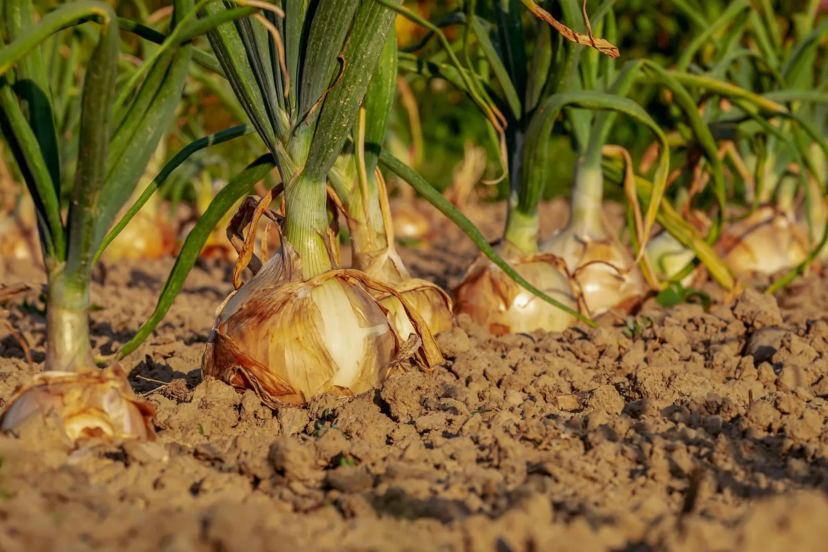 onion-3540502_1920 Zwiebeln liefern die Würze in vielen Schweizer Küchen