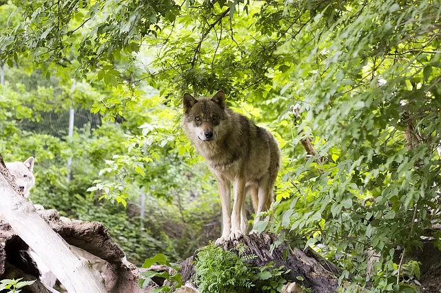 593ba386e7e7500e13ffa8fc8b99d68c5bc51bd1 Der Wolf kostet viel – was nützt er eigentlich? (Bild Pixabay)