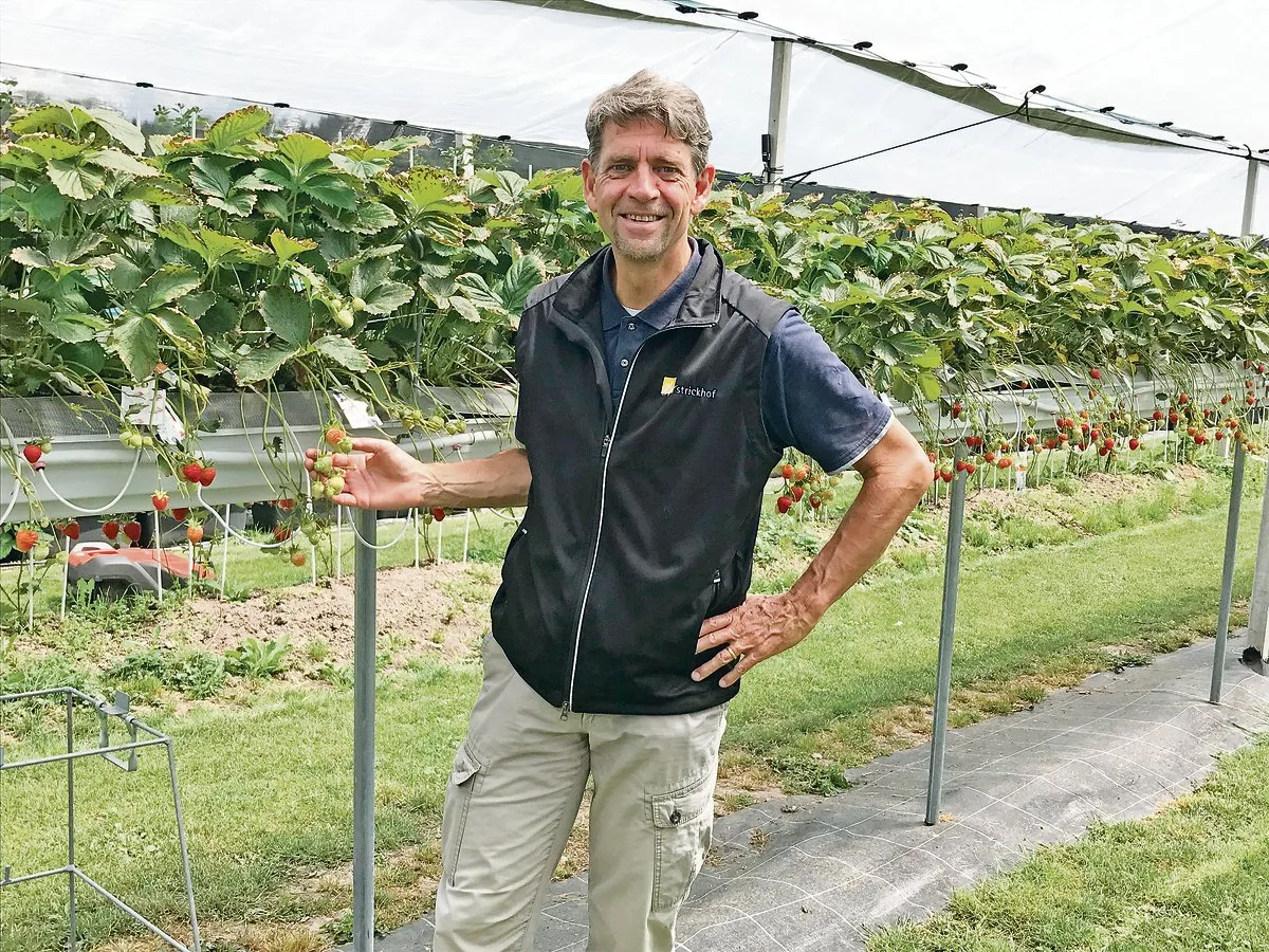 Hagen Thoss vom Strickhof zeigt die Erdbeeren in der Stellagen-Anlage. Angesichts zunehmender Wetterschwankungen könnte diese überdachte und eingenetzte Anbautechnik an  Bedeutung gewinnen.(Bilder Alexandra Stückelberger)