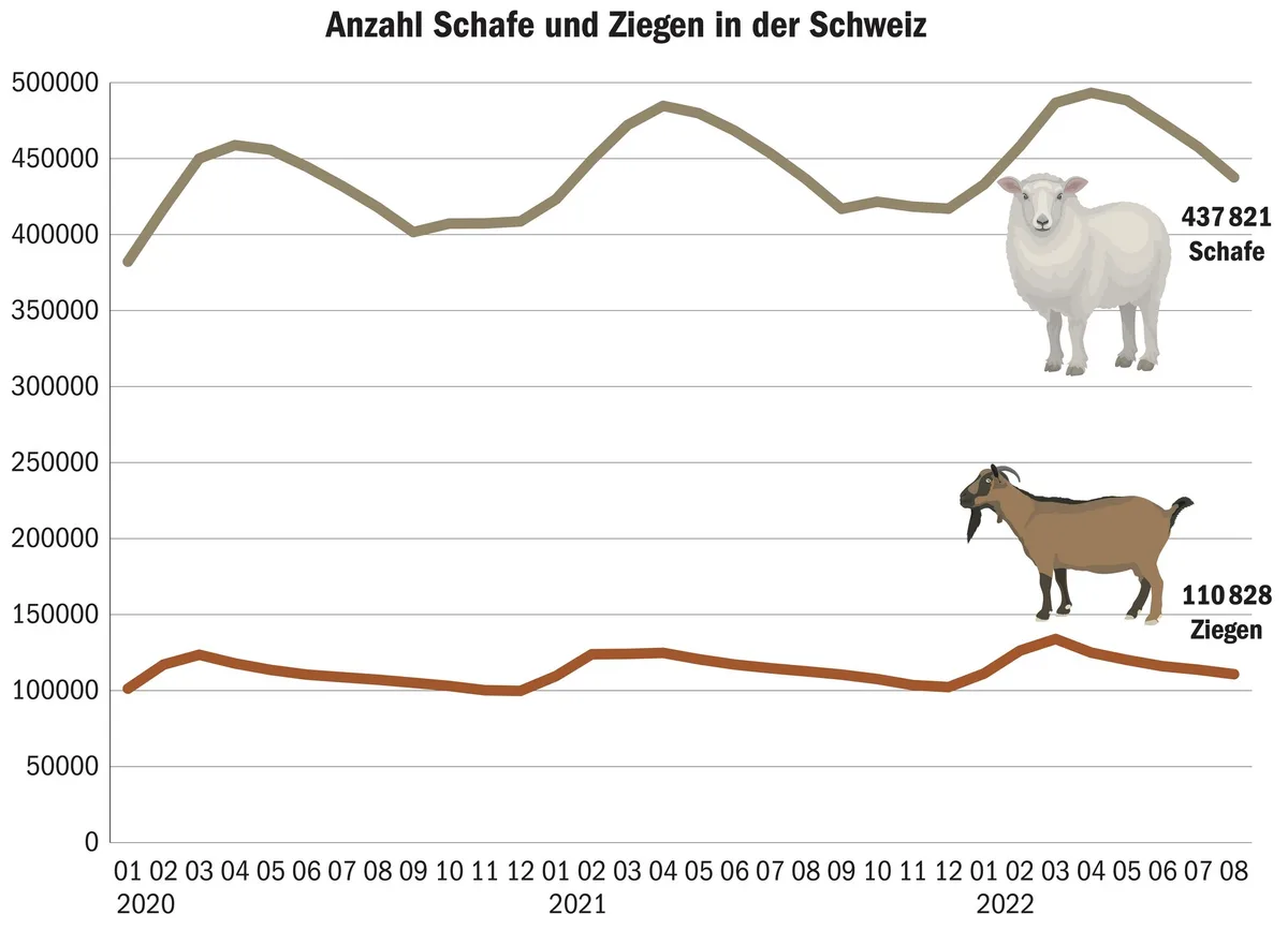 BZ-MRKT2-39-SchafeZiegen Kleinvieh ist beliebt