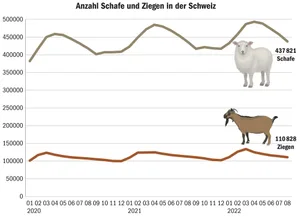 Seit auch Schafe und Ziegen einzeln in der Tierverkehrsdatenbank registriert werden müssen, ist ihre genaue Anzahl bekannt.