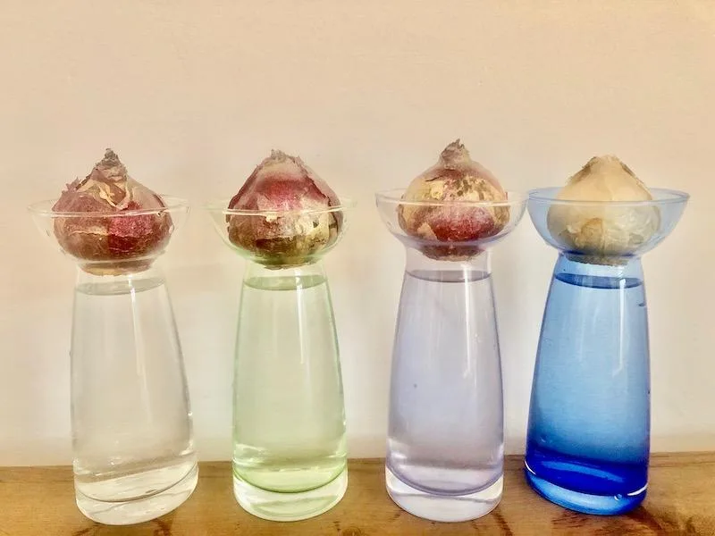 08eabab75377819e0ffda7d2afe8ab12a103b375 Frisch angesetzte Hyazinthenzwiebeln im Glas: zuerst werden sich Wurzeln bilden, dann die Blütentriebe. (Bild et)
