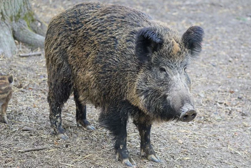 3afd9ab5b1f7a3b0af855bebab56173b60f8e792 Bisher ist es Deutschland gelungen, die ASP von Hausschweinen fernzuhalten. Unter den Wildschweinen in Brandenburg und Sachsen wütet sie jedoch. (Bild Pixabay)