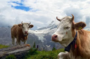 Als Alpenland ist die Schweiz besonders stark vom Klimawandel betroffen: Hierzulande steigen die Temperaturen doppelt so stark an wie im weltweiten Durchschnitt. Die Folgen des Klimawandels zeigen sich indes längst nicht mehr (nur) an den schmelzenden Gletschern.