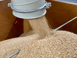 Futtergetreide ist ein wichtiger Bestandteil von Futtermischungen für Tiere. Im Unterschied zu Brotgetreide hat es weniger gute Mahl- und Backeigenschaften, der Nährwert ist jedoch ähnlich.