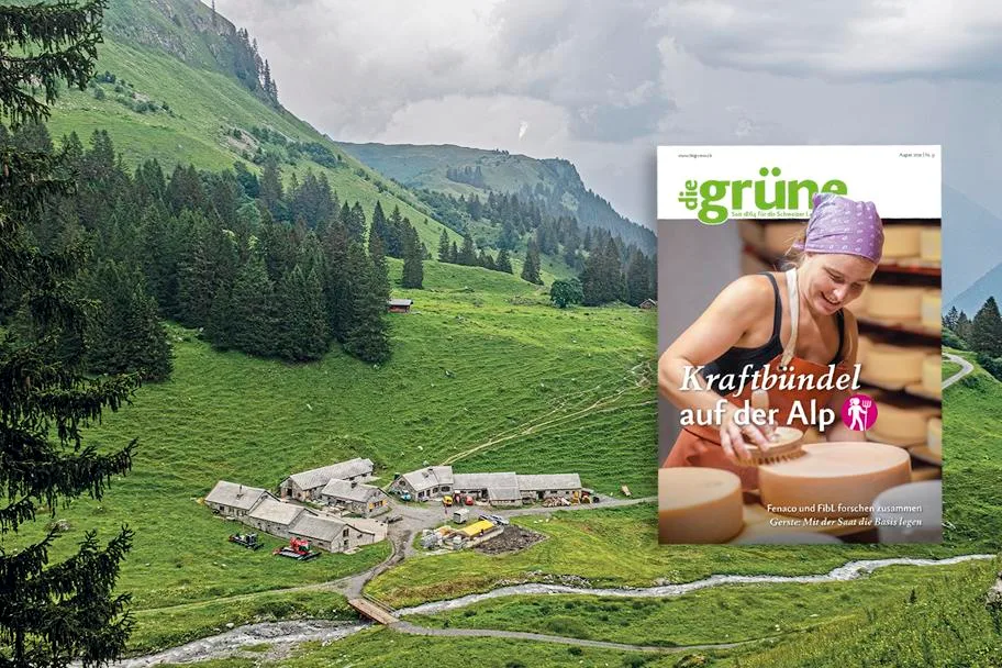 b3917e03f3ac12d654726cfaccdbf59e30d7bf64 Lernen Sie in der neuen Ausgabe mehr über Pansenazidose und Schweizer Wintergerste. (Bild DG)
