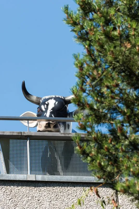 SMP-Kuh-1-800px Das Agrarpaket 2023 schwäche die Schweizer Milchwirtschaft, finden die Schweizer Milchproduzenten