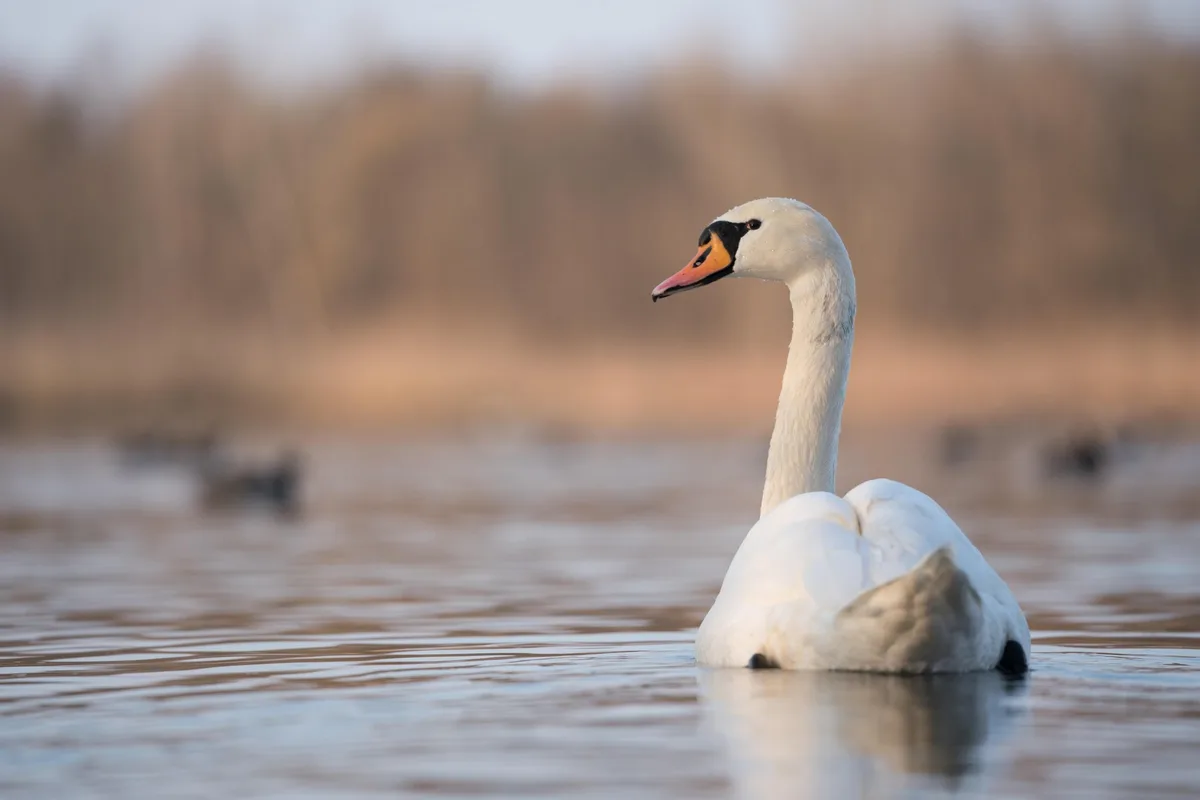 Vogelgrippe bei Schwan im Tessin nachgewiesen