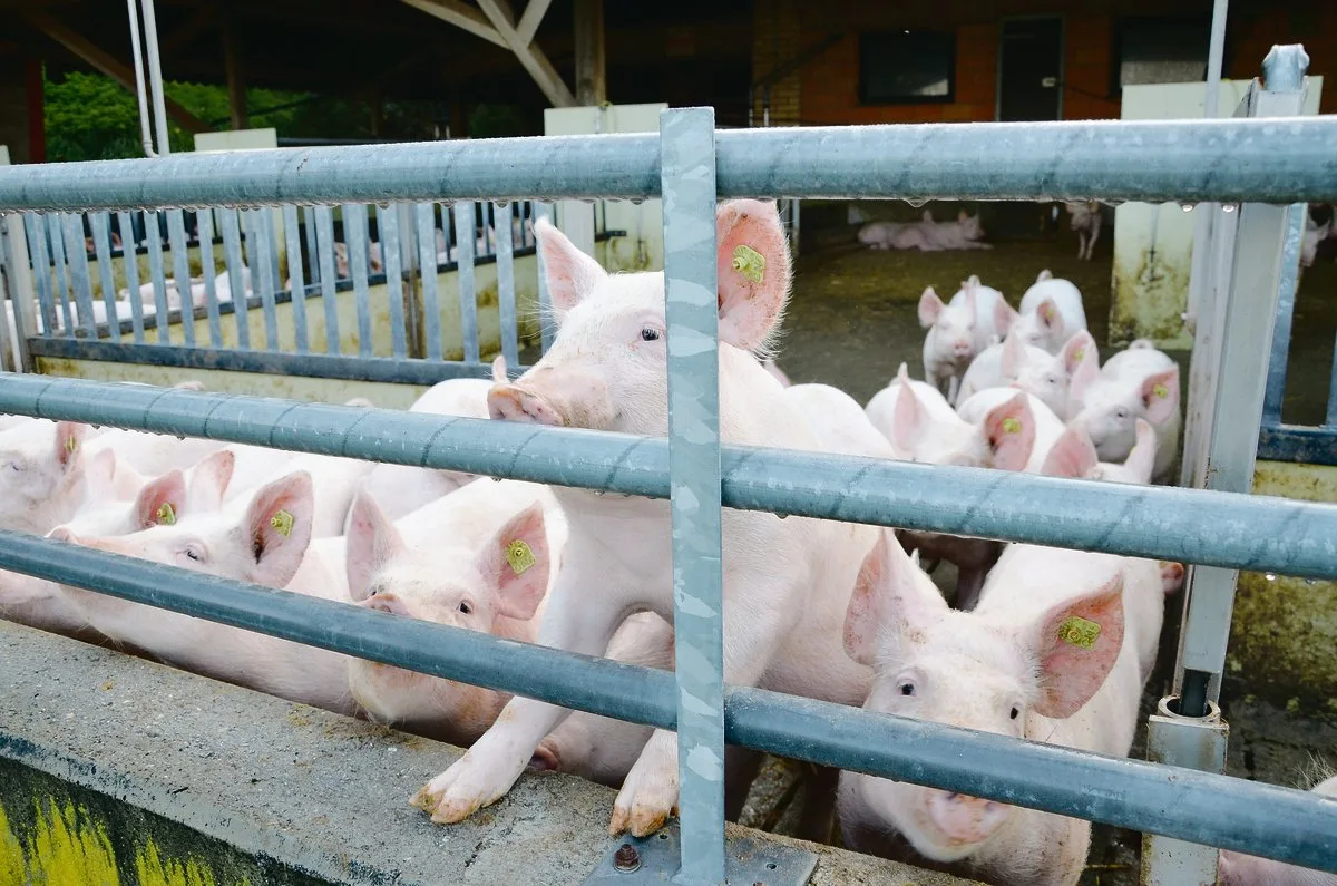 204cb40a1266776a8edaea0d1d5b3369d793c3ee Schwieriges Umfeld für hochwertiges Schweinefleisch: Rund ein Drittel weniger Absatz für die Coop-Labelproduzenten.(Symbolbild ak)