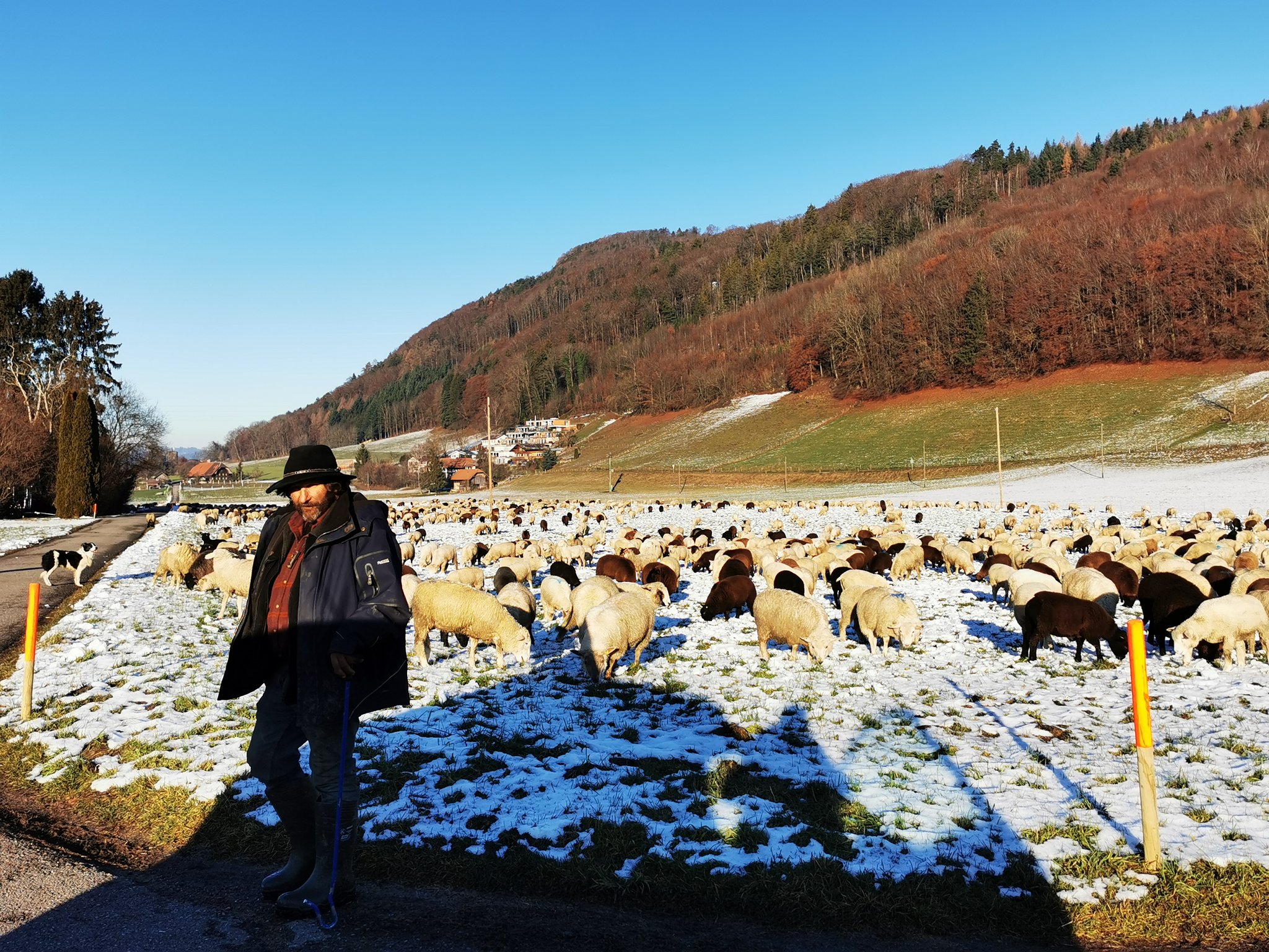 Der Wolf kehrt zurück in die Berner Agglomeration