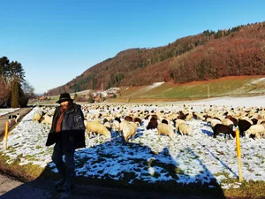 Markus Nyffeler mit seiner Schafherde.