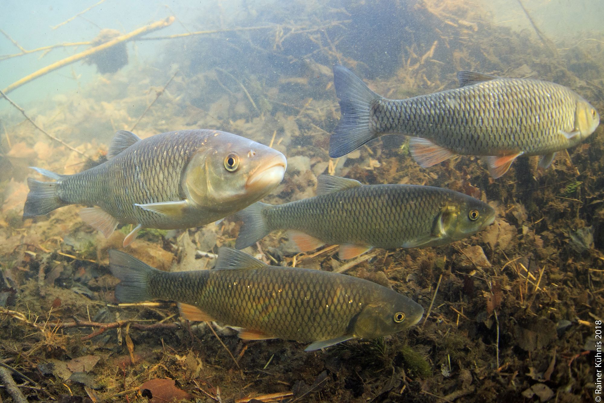 Überlebenskünstler: Der Alet  ist Fisch des Jahres 2021
