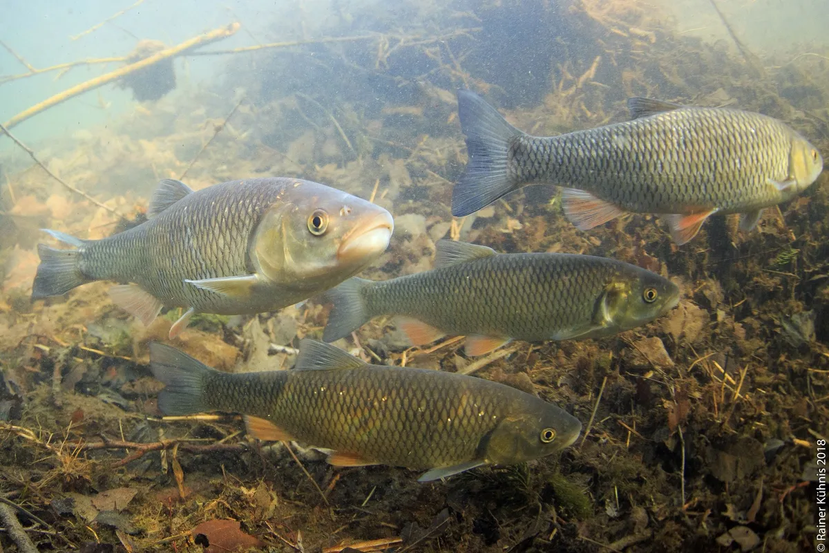 Überlebenskünstler: Der Alet  ist Fisch des Jahres 2021