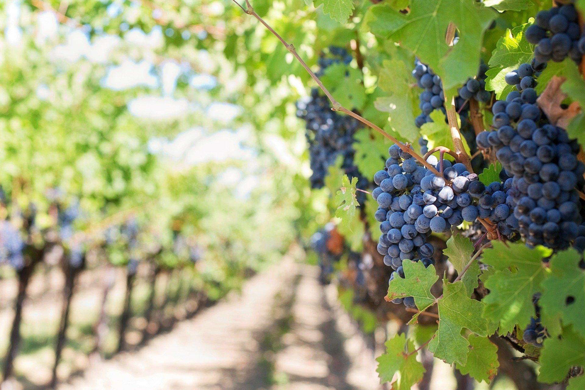 Kanton Wallis greift Weinbauern unter die Arme