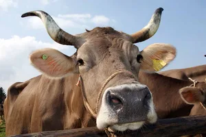 Zweite Initiative, Verordnungsweg oder gar kein Horngeld? In der Landwirtschaft sorgen die Pläne der IG Hornkuh für Diskussionen. (Bild Max Spälti/landwirtschaft.ch)
