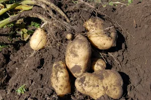 In Zukunft braucht es Kartoffelsorten, die mit Trockenheit, Hitze und Krankheiten besser umgehen können.