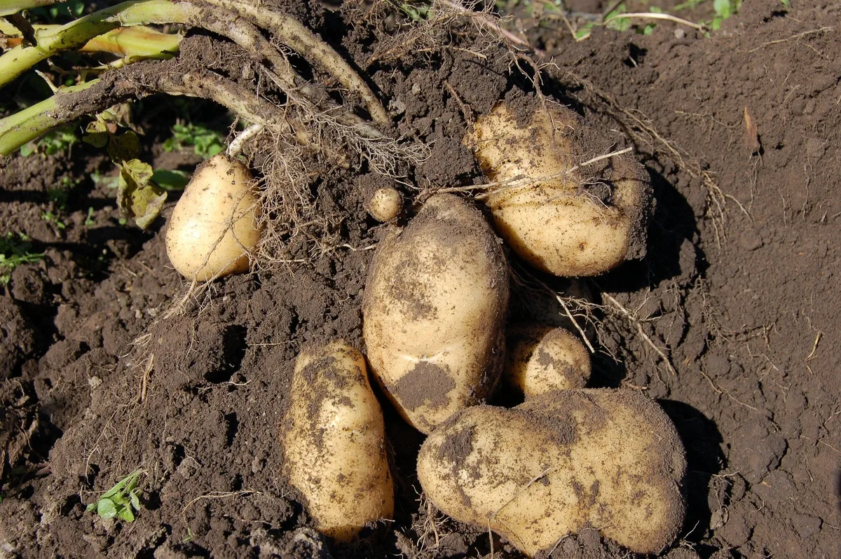 Acoustic und Twinner sind die ersten robusten Sorten auf der Sortenliste