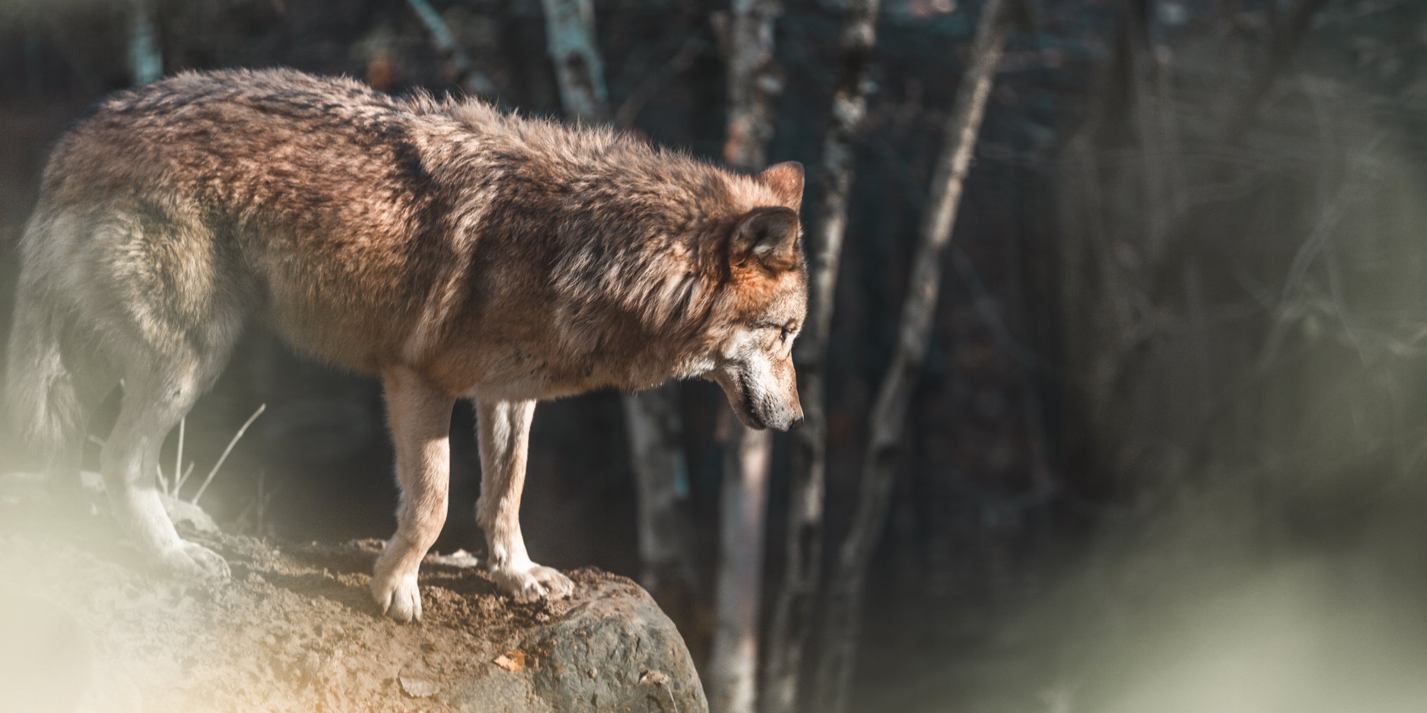 Graubünden hat ein weiteres neues Wolfsrudel