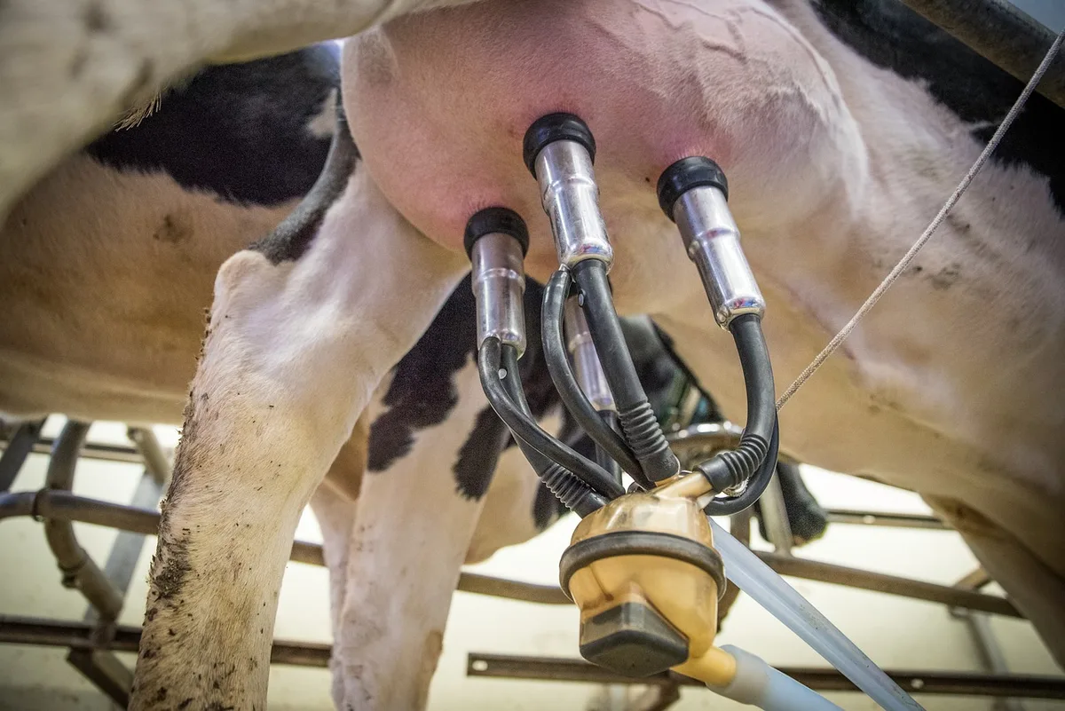 BIG-M erfreut über Forderung nach höherem Biomilchpreis