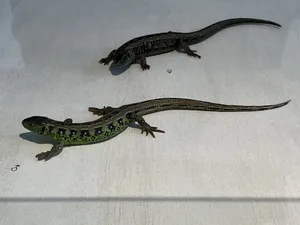 Ein Zauneidechsenpaar: Das Männchen (vorne) weist während der Paarungszeit eine grüne Färbung auf.