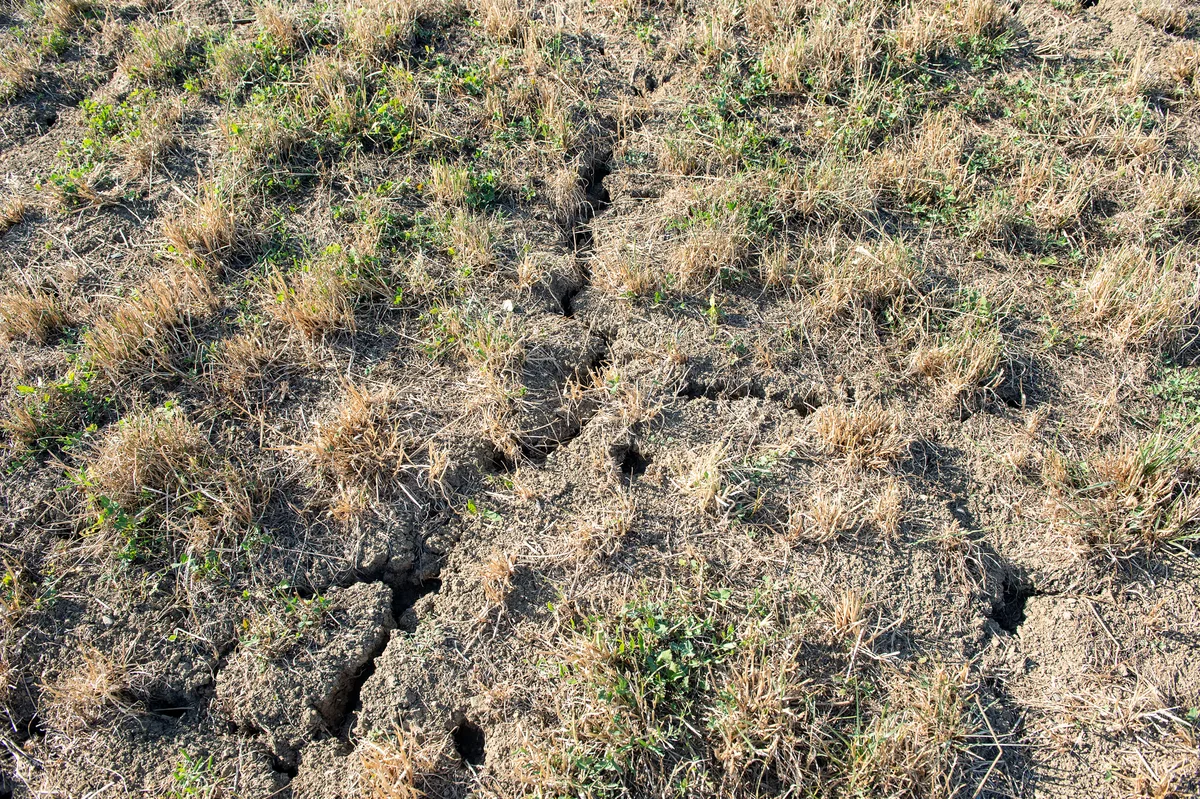 _AMM8947_Kunstwiese_3j_bisher_top_Ertrag_jetzt_nichts_mehr.jpg Grasland ist stark von der Trockenheit betroffen, ebenso wie Kartoffeln, Zuckerrüben oder Sonnenblumen.