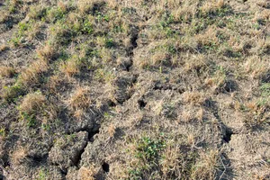 Grasland ist stark von der Trockenheit betroffen, ebenso wie Kartoffeln, Zuckerrüben oder Sonnenblumen.