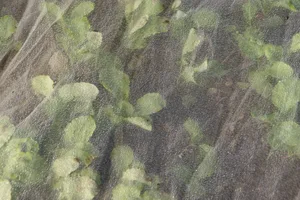 Netzeinsatz in Radies zum Schutz vor Kohlfliegen-Befall. (Bild Agroscope)