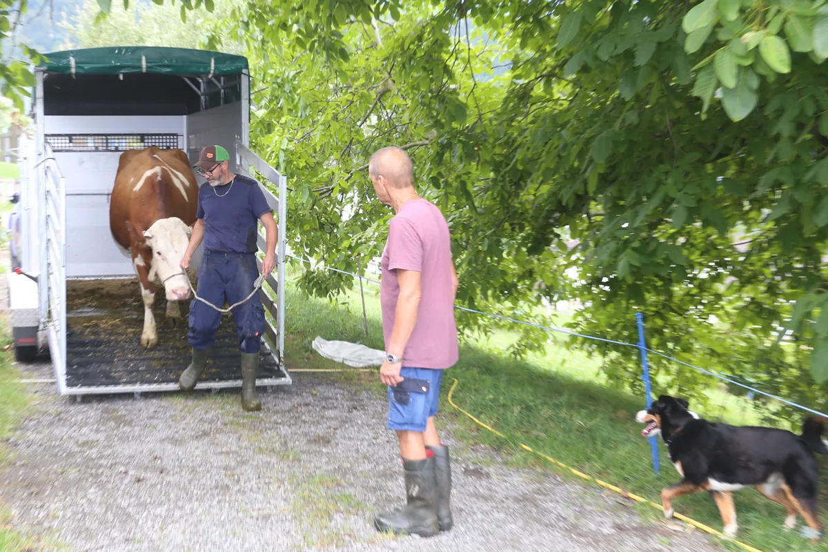 260806_Kühe vom Jura nach Schwyz 030.JPG Zwei Montbéliarde-Kühe von Aloïs Cachelin aus dem Neuenburger Jura (am Halfter) werden die nächsten Monate bei Meinrad Betschart im Kanton Schwyz verbringen.