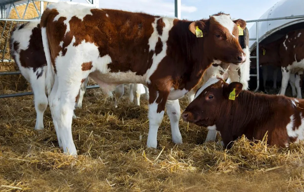 Das Konzept Freiluftkalb müsste gefördert oder vorgeschrieben werden