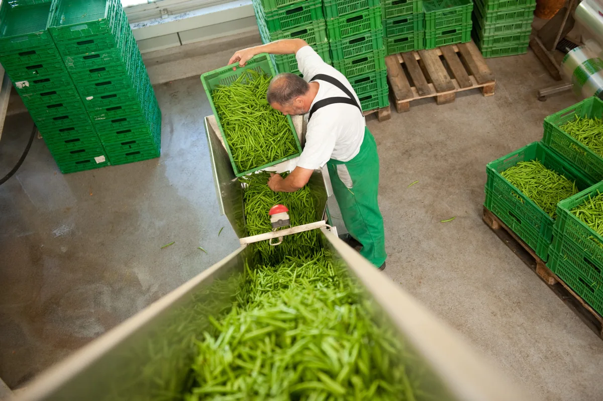 0cb05a4df84f847aed790020536c044663b3d93a Die zwei Verarbeitungsbauten des Projekts zur regionalen Entwicklung (PRE) im Seeland können gebaut werden – allerdings mit mehr Eigenmitteln. (Bild Fenaco)