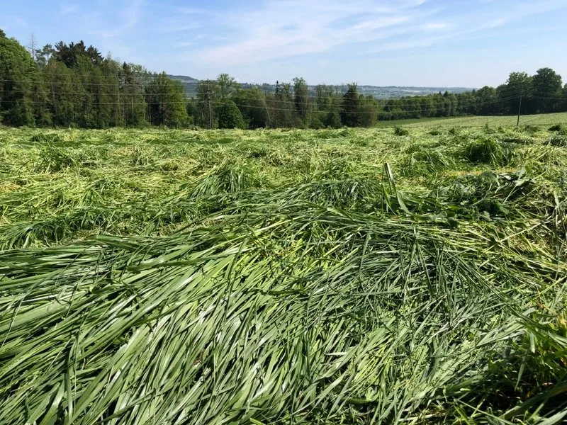 gras_geschnitten.jsc 2023 wird weniger Getreide angebaut und mehr Futterbau betrieben