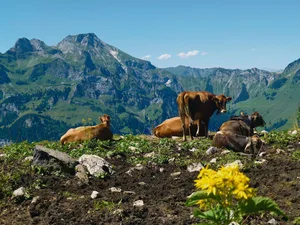 Rauschbrand-Erreger befinden sich seit Jahrhunderten im Boden. Infektionen treten oft lange nicht und dann plötzlich gehäuft auf.