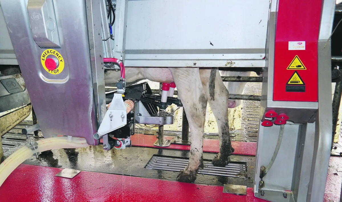 BZ-BET5-28-Rinder-km Eutergesundheit am Melkroboter: «Das Wichtigste ist die Hygiene an der Kuh und im Stall»