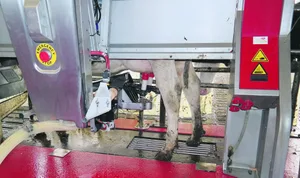 Alle Oberflächen, auf denen sich Biofilme bilden können, sollten stets sauber sein, um den Keimdruck der Mastitis-Erreger zu mindern. Der Melkroboter bildet dort keine Ausnahme.