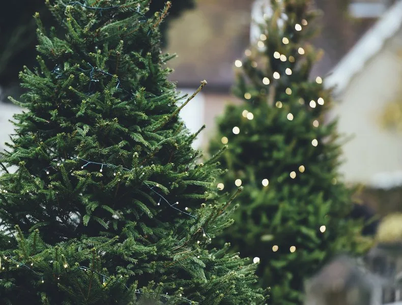 b3d16848ee7be536dc4fedfa44b3075c4edfac3d Fast die Hälfte der Weihnachtsbäume werden direkt ab Hof ab Produzent, Markt, Hof oder auf dem Markt gekauft. Der Rest stammt von Grossverteilern, Fachmärkten und Gartencentern. (Bild pd)