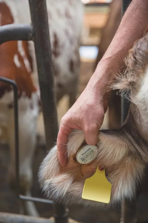 Swiss-Future-Farm-Ohrmarke-digital-02 Eine hand hebt das Kuh-Ohr an und die digitale Ohr-Marke ist zu erkennen.