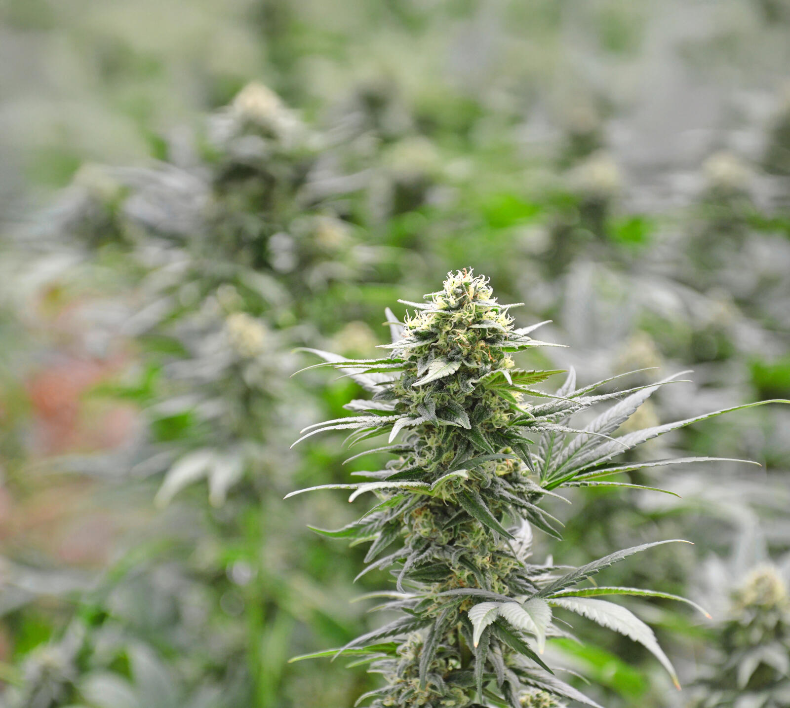 Entscheidend für die gesetzliche Regelung ist der THC-Gehalt des Hanfs.