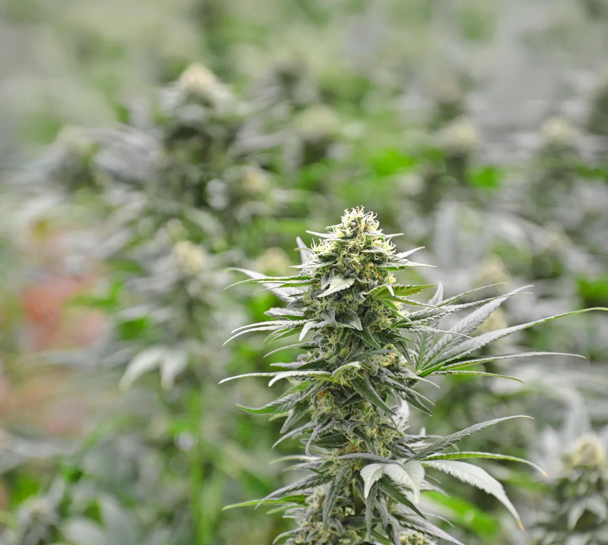 Entscheidend für die gesetzliche Regelung ist der THC-Gehalt des Hanfs.