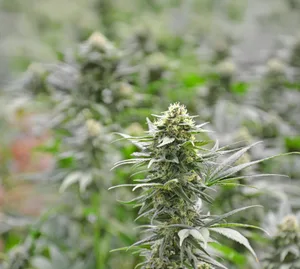 Entscheidend für die gesetzliche Regelung ist der THC-Gehalt des Hanfs.