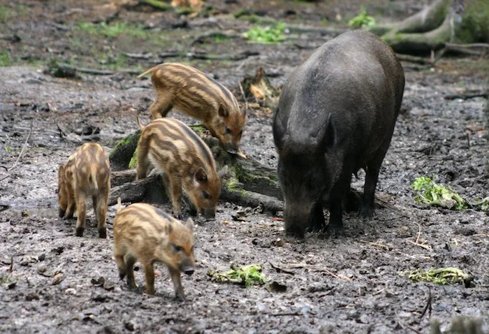 8868a6410f61340b54e7a0f5268c06ac70d86bcc Wildschweine profitieren vom warmen Klima, vermehren sich kräftig und..