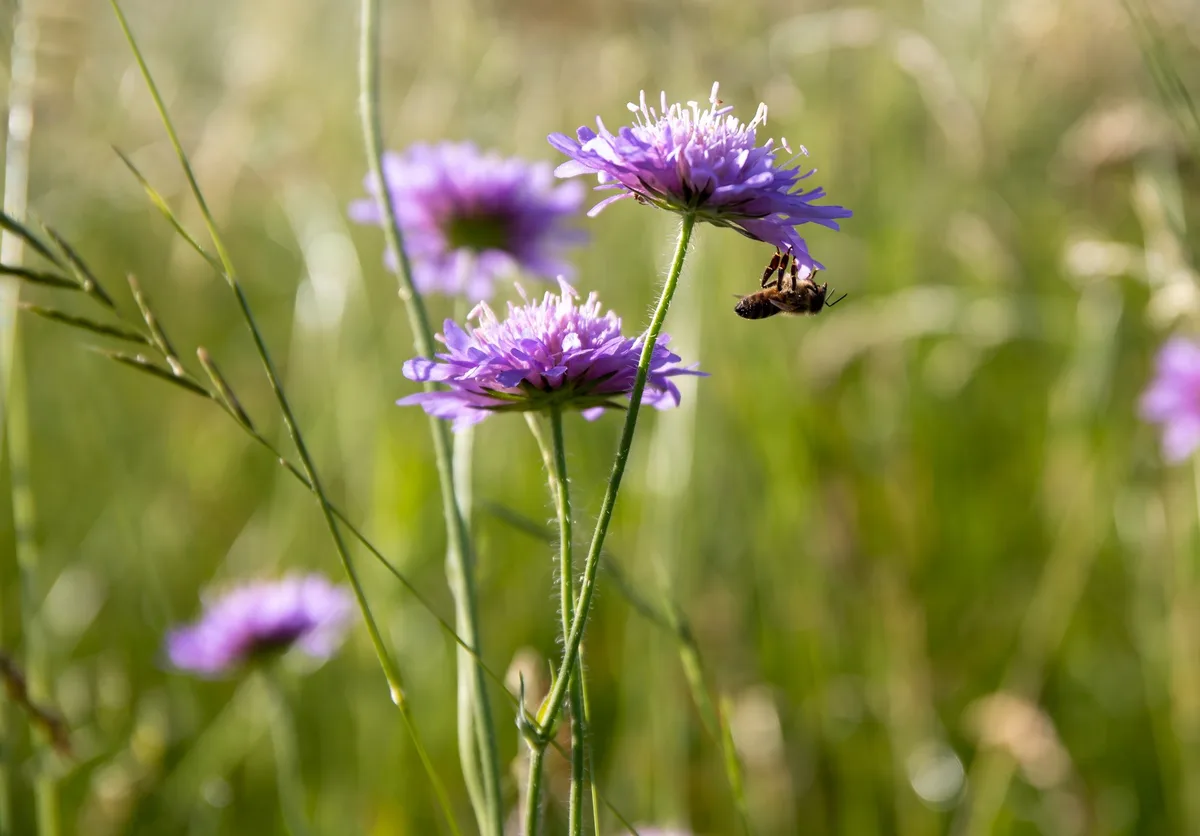 bienen_pat Imker wenden sich für die 3,5 Prozent Acker-BFF ans Parlament