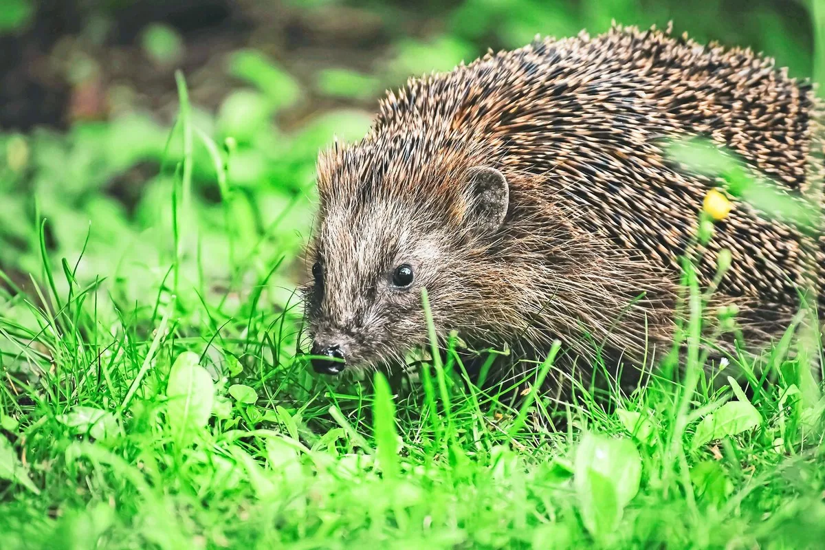 Igel sind keine Vegetarier, sondern Insektenfresser. Totholz- und Laubhaufen im Garten helfen ihnen, Nahrung zu finden.