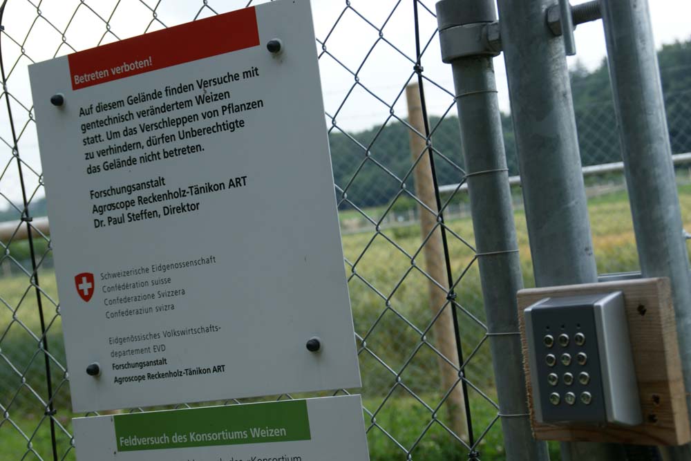 Auf der «Protected Site» von Agroscope finden Versuche mit gentechnisch veränderten Pflanzensorten statt. (Bild lid)
