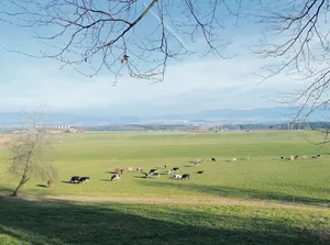 Milchkühe geniessen im Oberfreiamt die Frühlingsweide. Dieses Bild entstand am vergangenen Dienstag. Bei solchen Bedingungen können Schäden saniert werden.