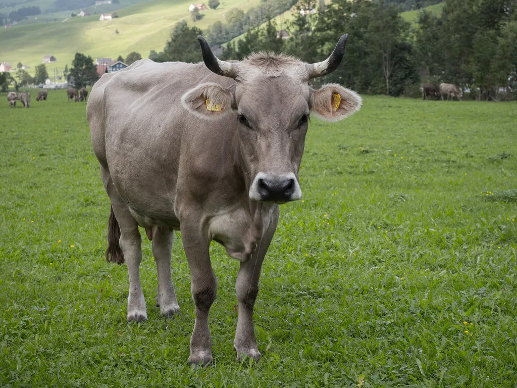 kuh_FMS Faire Märkte Schweiz wird aktiv gegen Elsa wegen Milchpreissenkung
