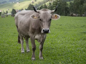 Mangels Alternativen sind die Milchlieferanten in der Regel wirtschaftlich von der Elsa abhängig, stellt FMS-Präsident Stefan Flückiger klar. Im Sinne der Fairness seien Milchpreissenkungen vorrangig mit den Marktpartnern auszuhandeln.